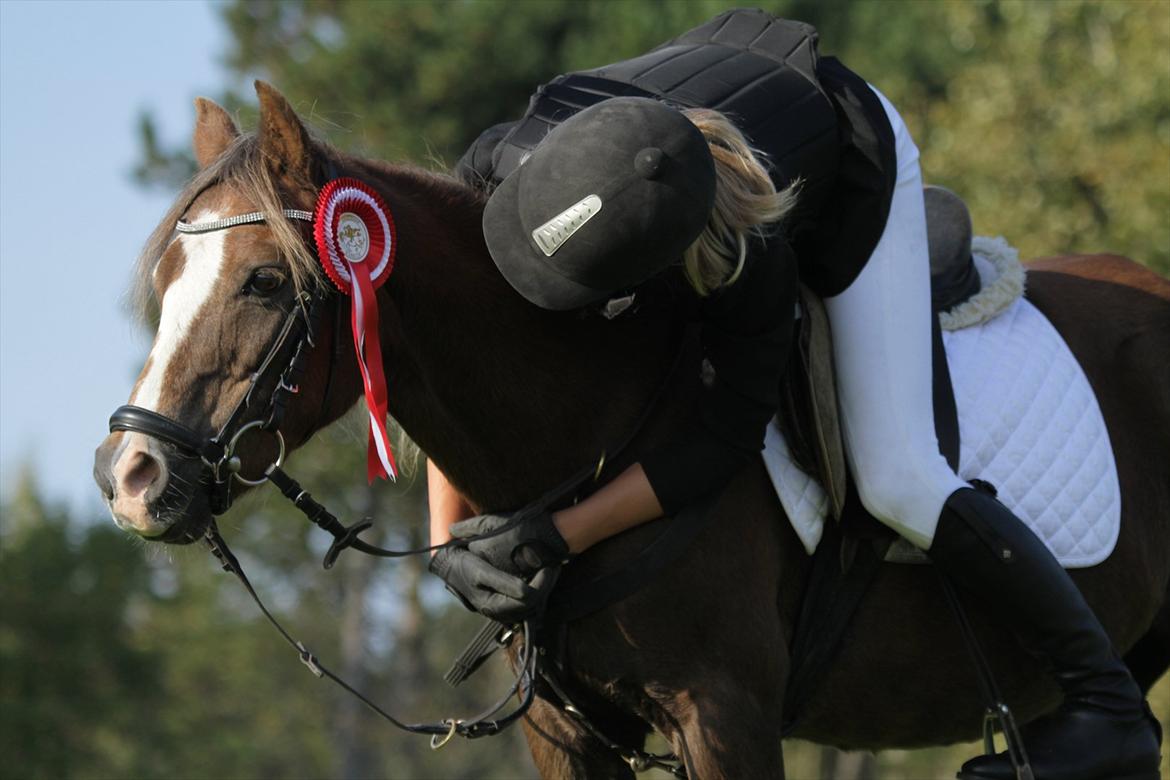 Welsh Pony (sec B) Stendyssens Sunshine - Ingen kan nogenside komme igennem os to! Vi vil altid være sammen, ligemeget hvor vi er! <3 billede 2