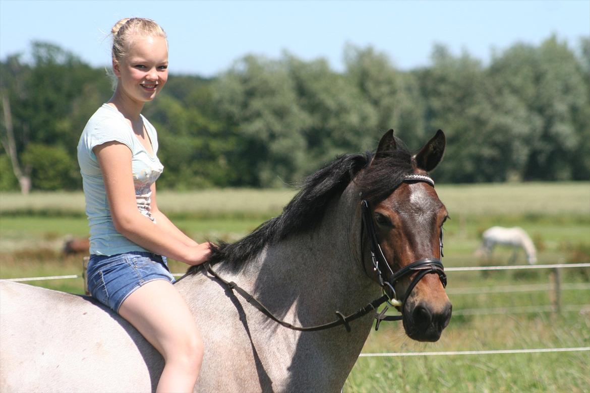 Welsh Partbred (Sec F) Kildegård Laura  billede 20