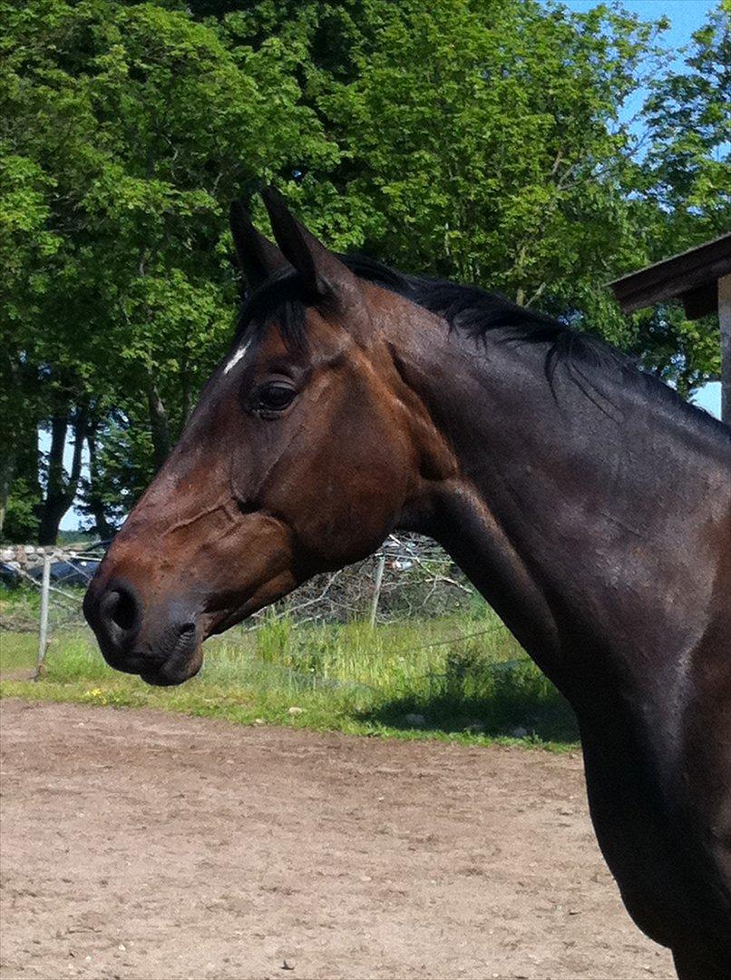 Dansk Varmblod Walodias Hope billede 7