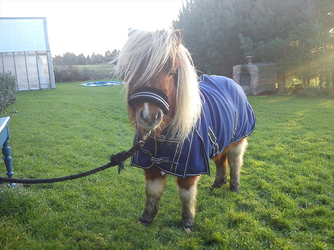 Miniature Ryttergaarden's Bertram - Fræk fyr2 ;b billede 18