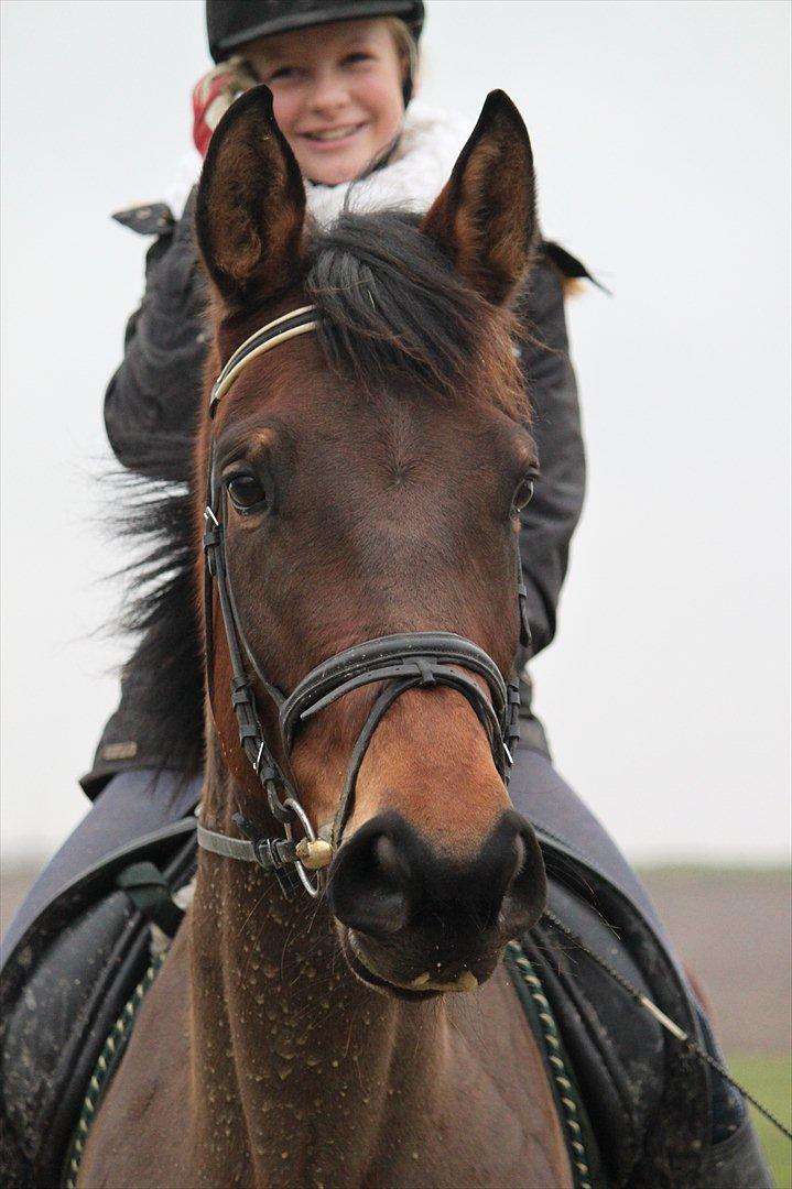 Dansk Varmblod Kenda  *Solgt* - Træning på kenda <3 billede 2