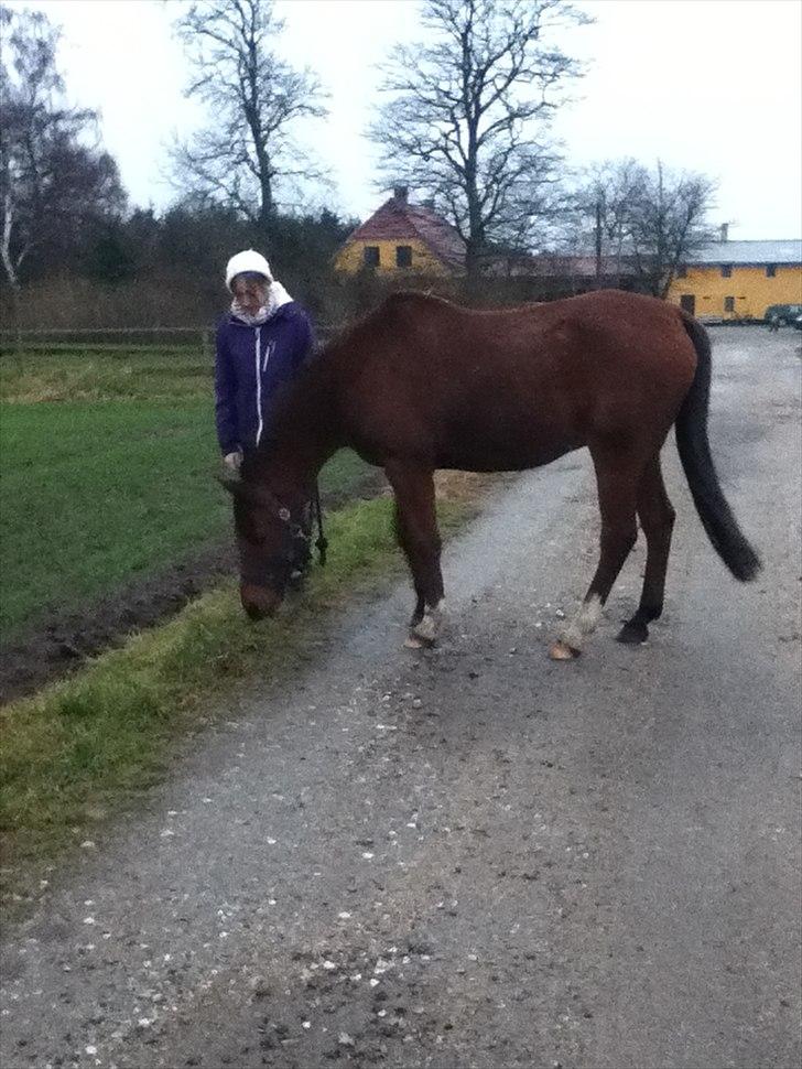 Arabisk fuldblod (OX) (Theofilus) Theodor  - Theo blev lidt sulten (:

-Foto, Matilda :3 billede 3