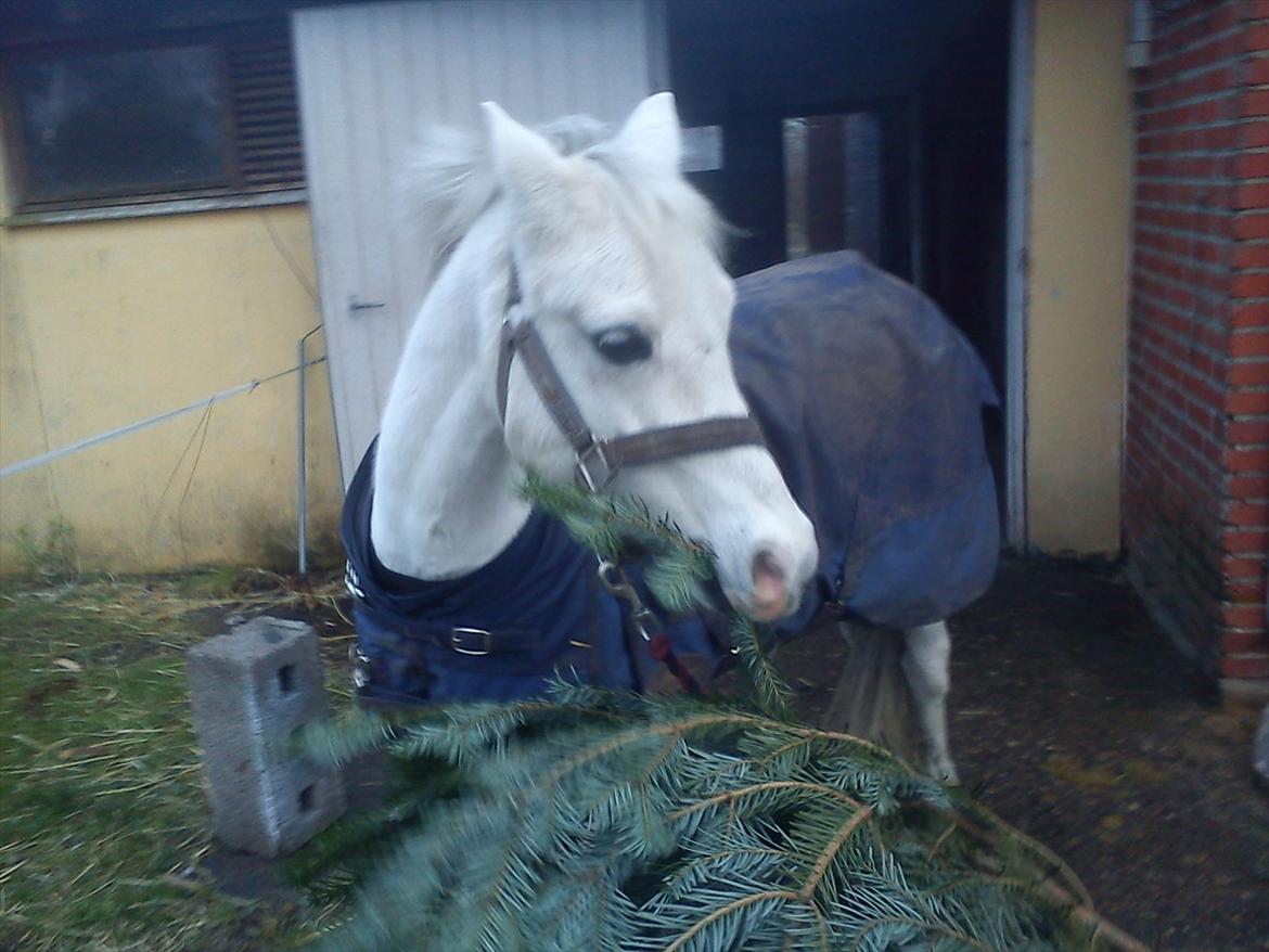Welsh Mountain (sec A) Gammelgangs Garp "Makker" - Flytter lige juletræ´s bunden...  billede 4