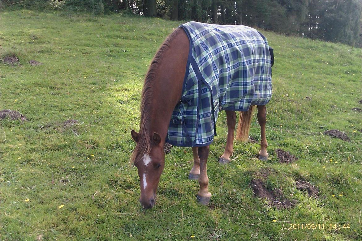 Welsh Pony (sec B) Bjerregårds Gandalf billede 7