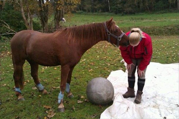 Welsh Pony (sec B) Bjerregårds Gandalf - Gandalf og Anja billede 5