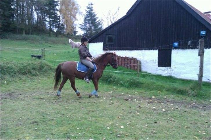 Welsh Pony (sec B) Bjerregårds Gandalf - jajae, han er ved at lære det. billede 13