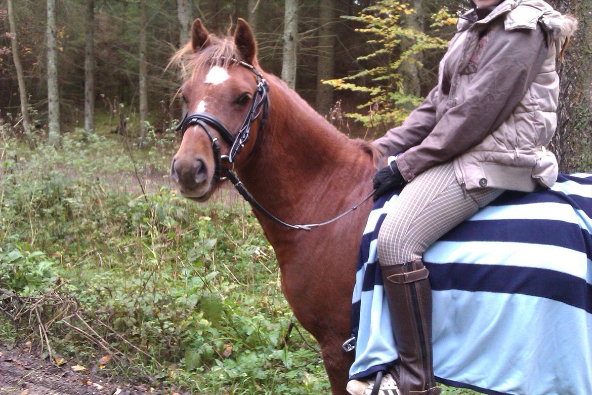 Welsh Pony (sec B) Bjerregårds Gandalf billede 3