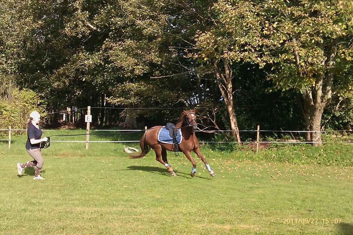 Welsh Pony (sec B) Bjerregårds Gandalf billede 10