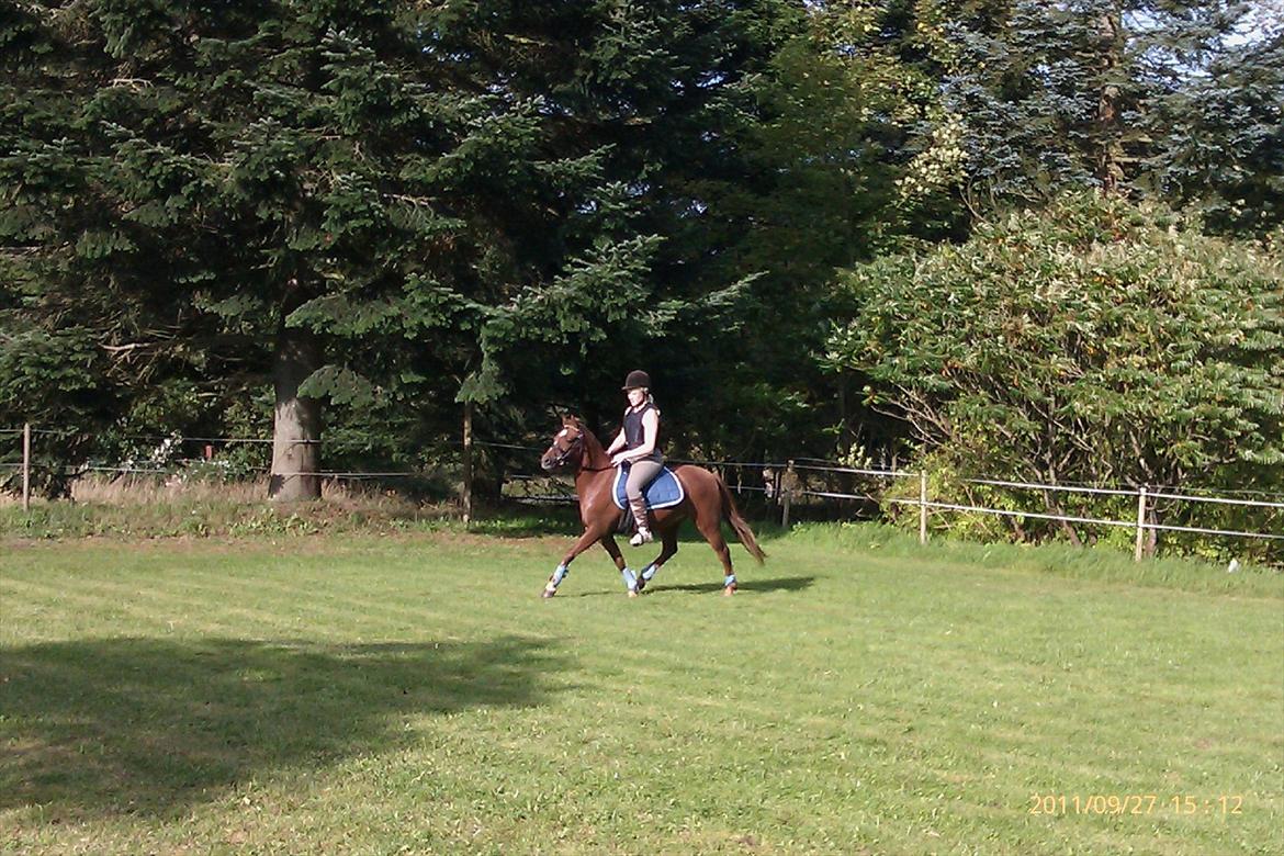 Welsh Pony (sec B) Bjerregårds Gandalf - Lækker gang! billede 11