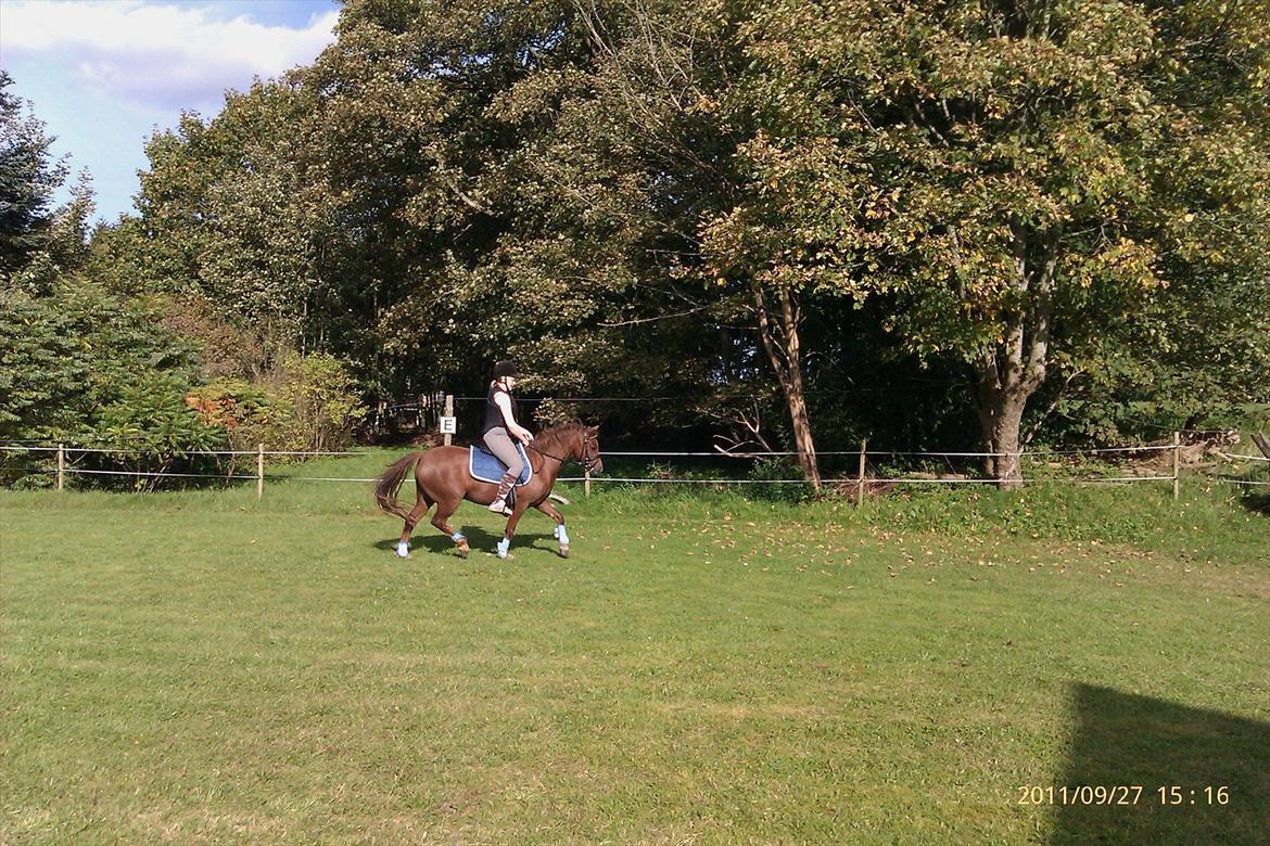 Welsh Pony (sec B) Bjerregårds Gandalf billede 12