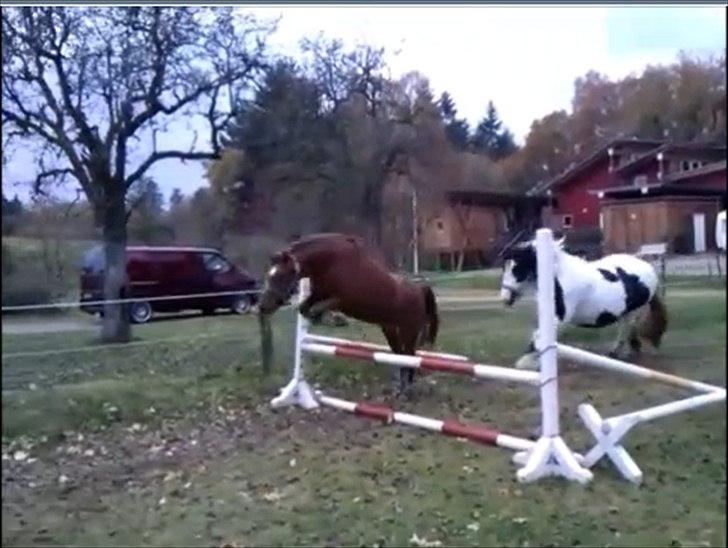 Welsh Pony (sec B) Bjerregårds Gandalf - Beklager kvaliteten, klippet ud af en video billede 14