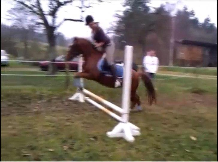 Welsh Pony (sec B) Bjerregårds Gandalf - Beklager kvaliteten, klippet ud af en video billede 15