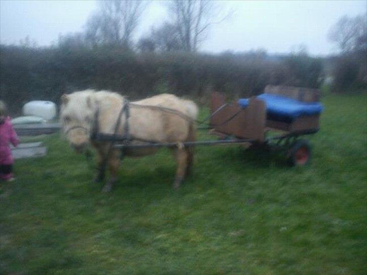 Shetlænder Søndergårds Figaro *rip* billede 17