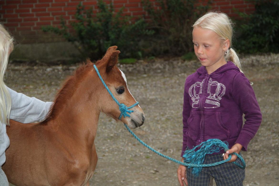 Anden særlig race Lucas billede 1