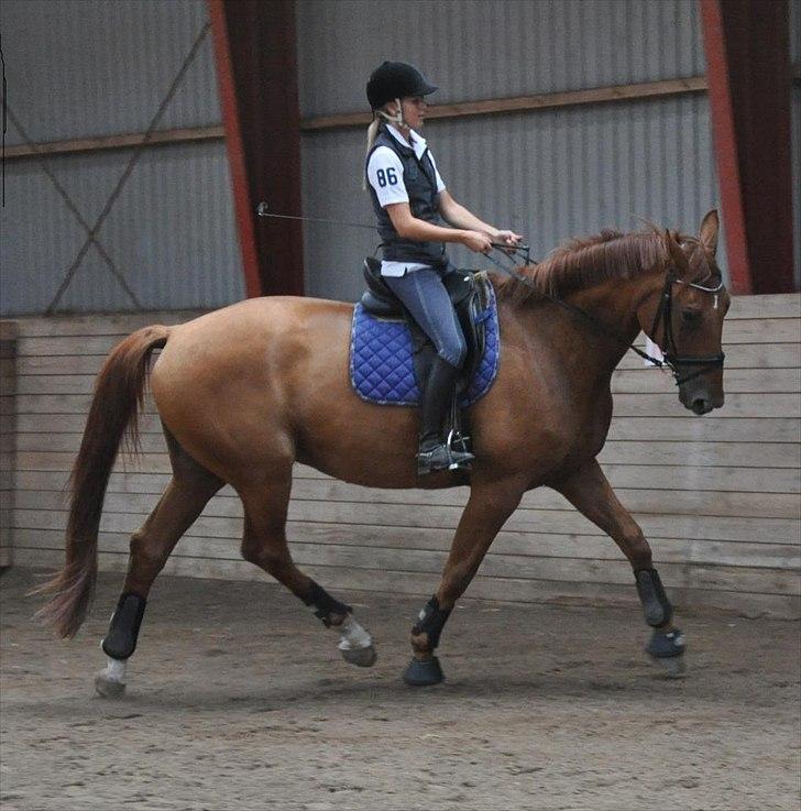 Dansk Varmblod Valiente billede 2