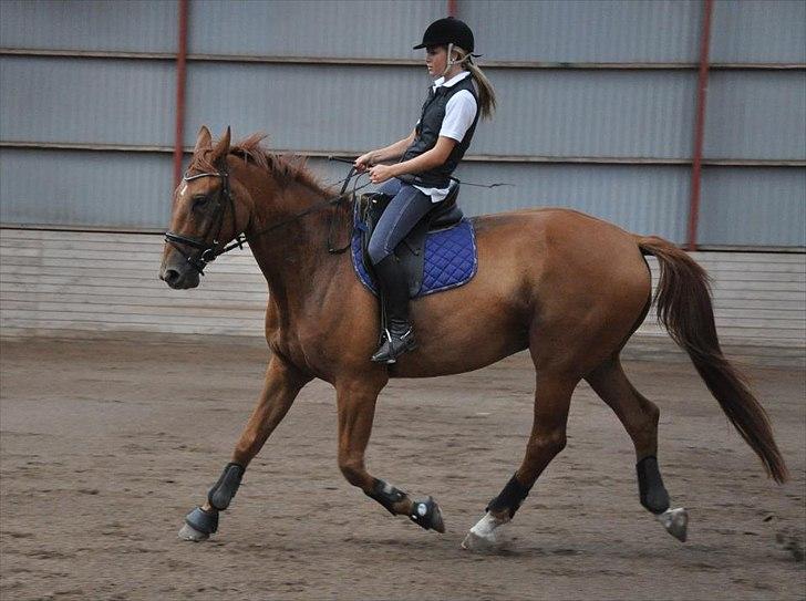 Dansk Varmblod Valiente billede 4