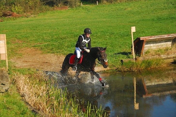 Anden særlig race SGS Ferrari B-pony. R.I.P - Tærrenstævne. Fik et stop på vandet, men kom i anden gang<3 billede 15