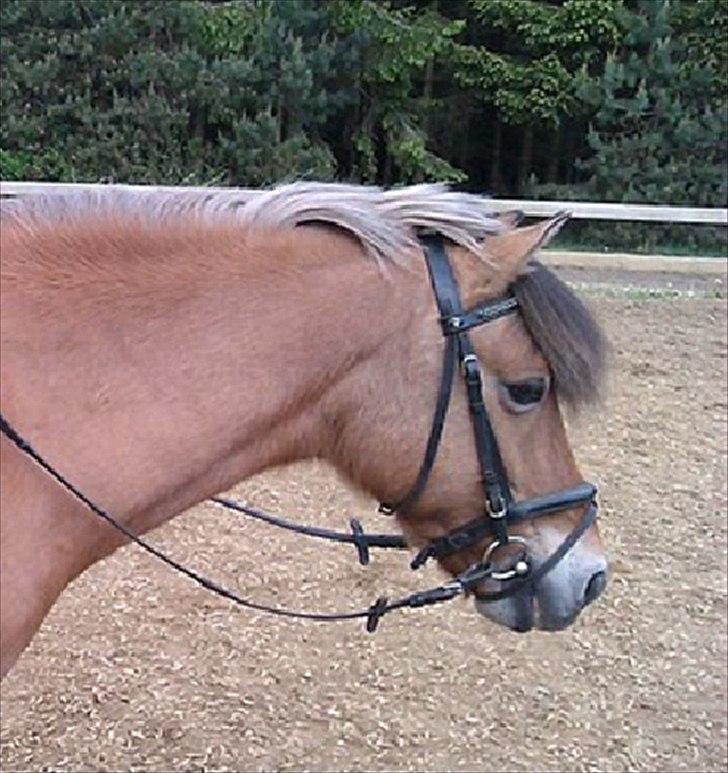 Anden særlig race Tulle *SOLGT* - velkommen til Tulle profil billede 2