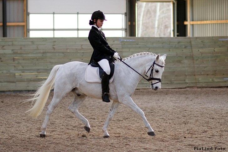 Anden særlig race Safir - HGS julestævne, LA1. Foto: Pia Lind billede 17