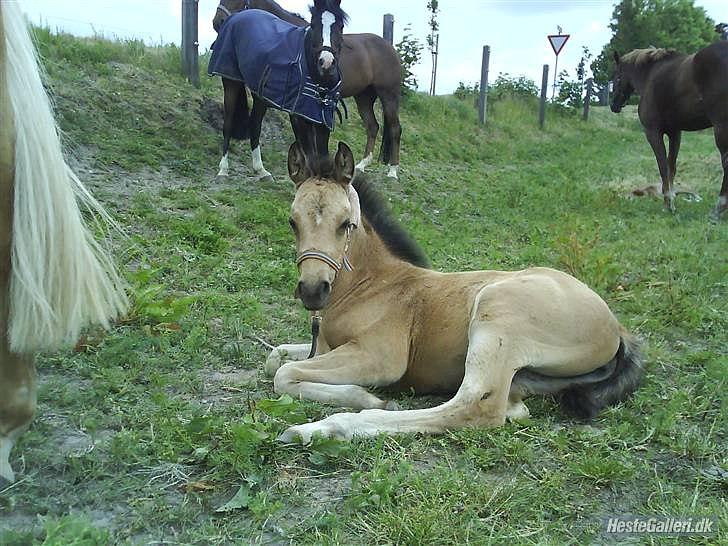 DSP Anemone Wales - Bebs ♡ billede 7