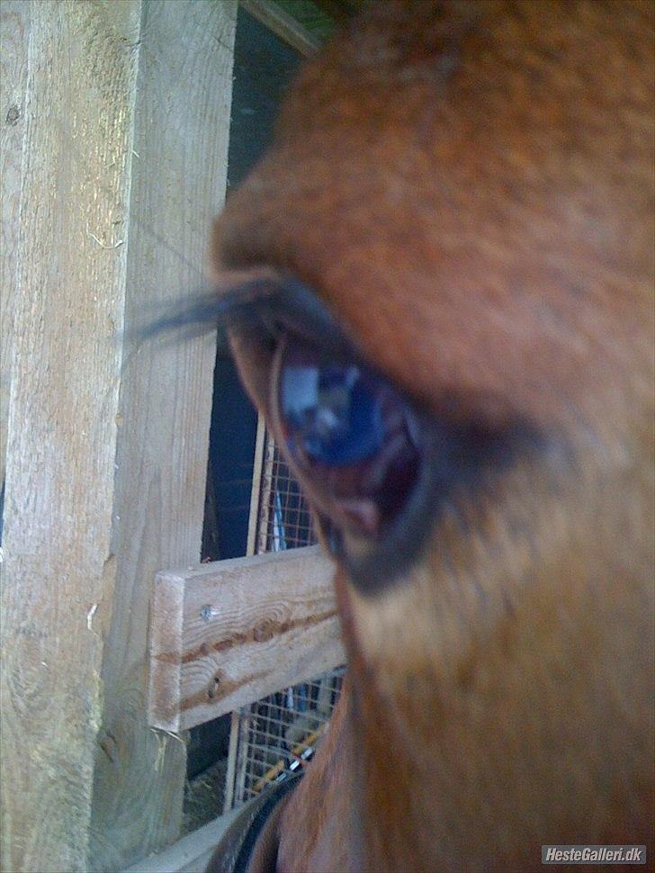 Traver Fame spirit - min øjesten<3 xD
foto: rebecca stentoft billede 3