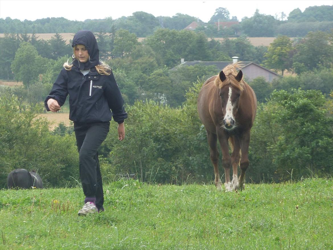 New Forest Sanchez billede 18