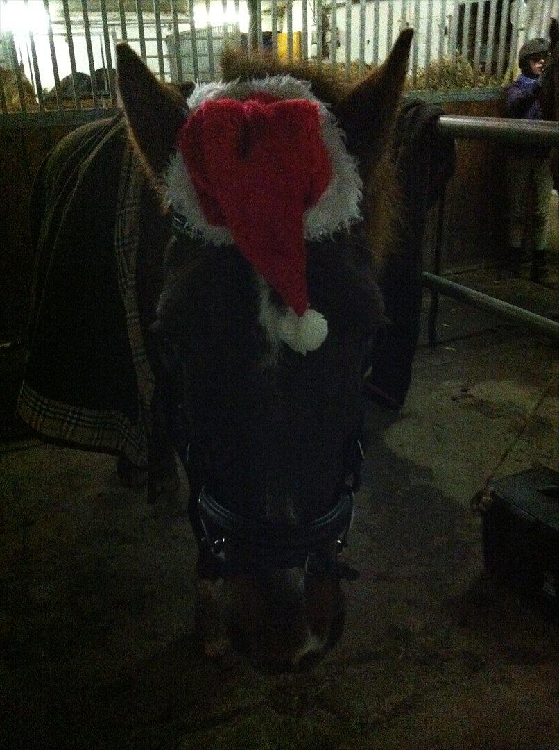 Anden særlig race Miss trixie bell  - Julen 2011 :-* billede 16