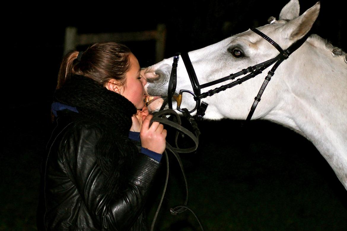 Irsk Sportspony Derrygimlas Atlantic Fox - B pony billede 19