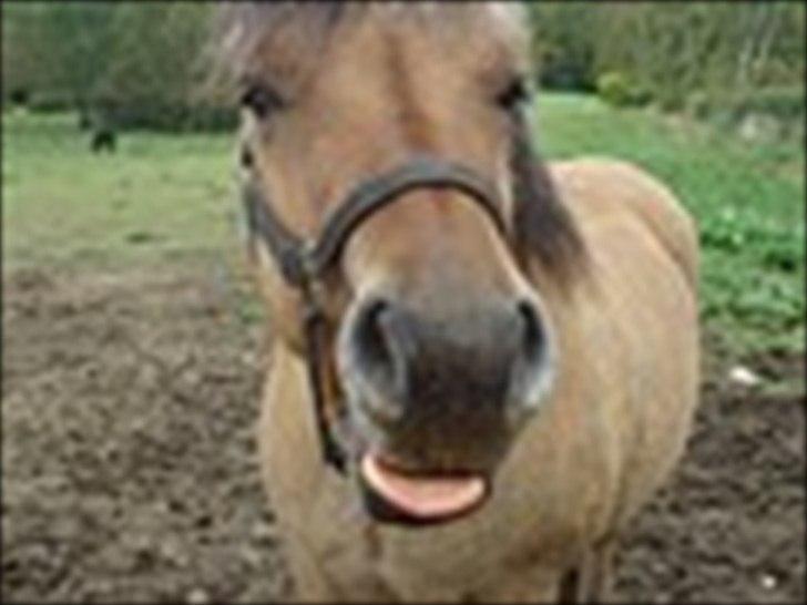 Fjordhest Frodo - Hehe:P billede 19