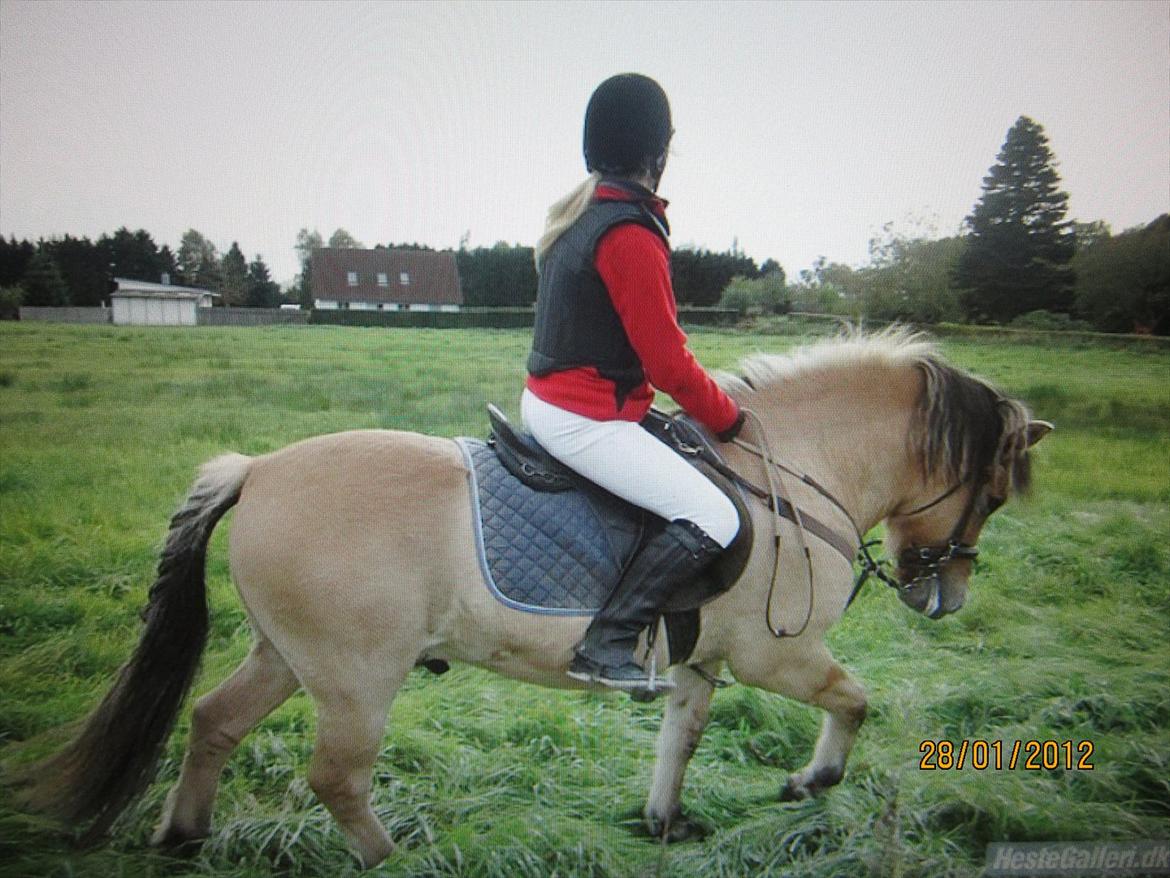 Fjordhest Frodo - Frodo og jeg der er på vej hjem fra stævne:D billede 13