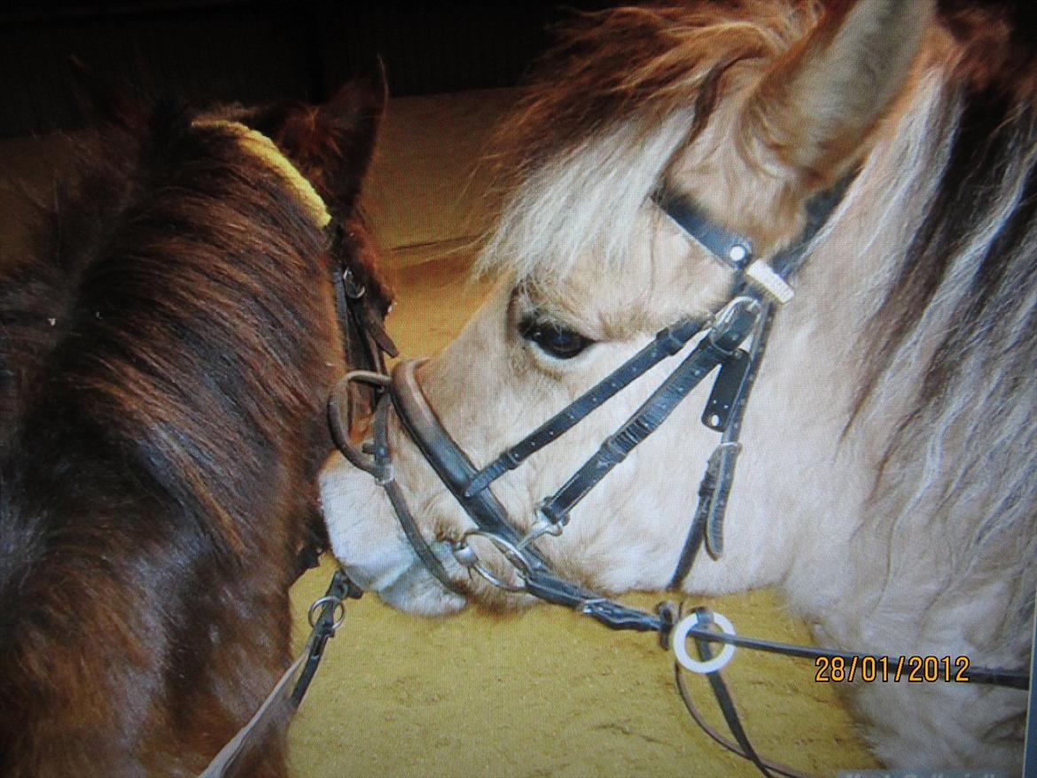 Fjordhest Frodo - Frodo og Bella<3
(Fromio og Julla) billede 18