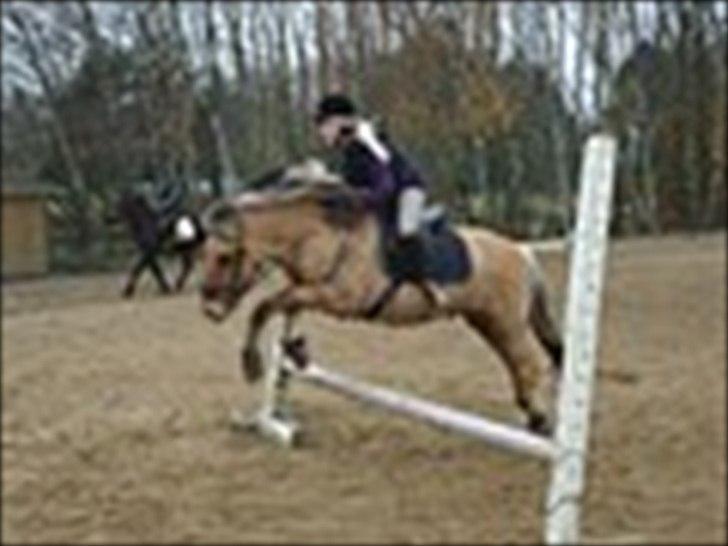 Fjordhest Frodo - Frodo og jeg springer:D
Du er en god springer!:D billede 5