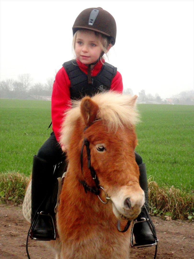 Shetlænder Cookie - Guldklumpen. - MIT STØRSTE SAVN! - I would give so much up, if i could just have you back..<3
Cookie og hans nye pige, og ejer..<3 Håber hun vil elske ham ligeså højt som jeg gjorde.. )': billede 20