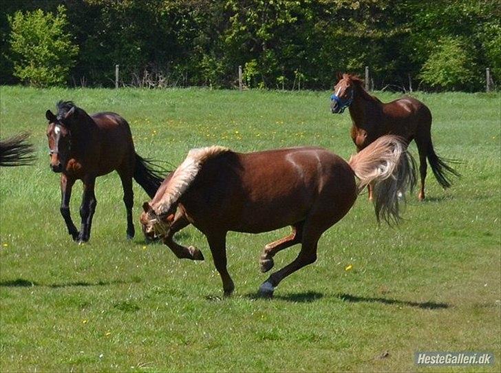 Anden særlig race Isabell <3 (Stjerne Pony) billede 7