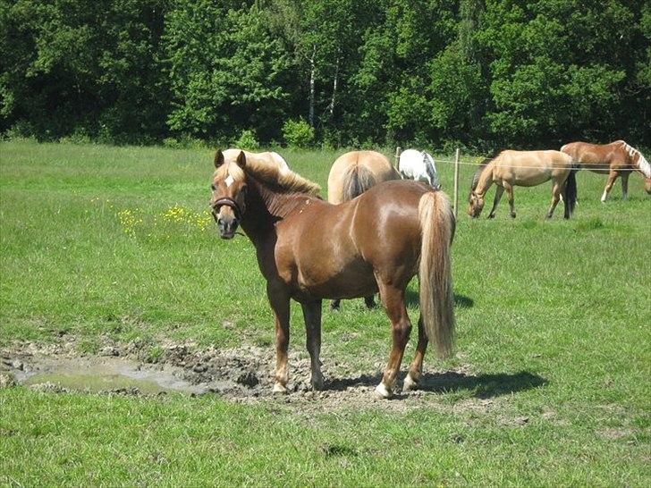 Anden særlig race Isabell <3 (Stjerne Pony) billede 11