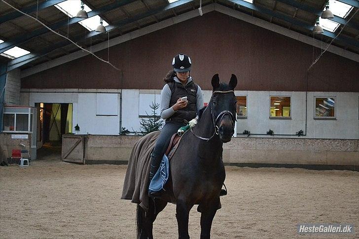 Dansk Varmblod Aslak ( Lakker ) - NYT. Inden træning :-) foto:Trine Sørensen, tak :-* 2011 billede 16