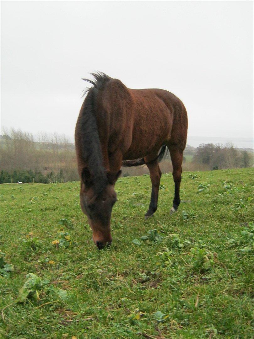 Anden særlig race Sussi/mulle-pigen<3 - smukke på fold:)<3 elsker den tøz<33 billede 6