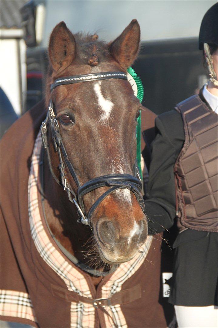 Anden særlig race Miss trixie bell  - F-KR Første spring stævne - 5.plads. :-) billede 1