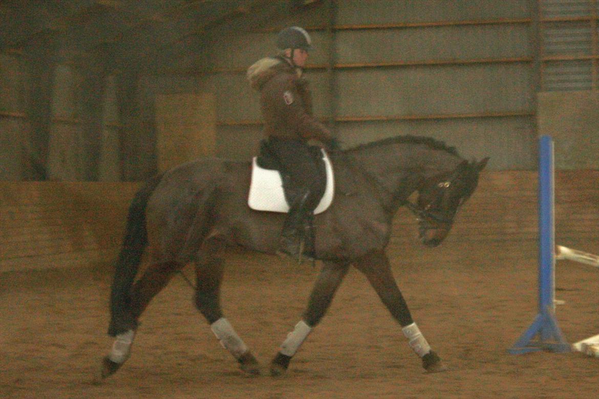 Holstener Prior´s Carmen billede 10