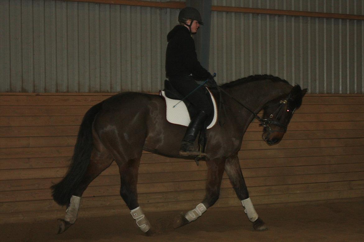 Holstener Prior´s Carmen billede 12