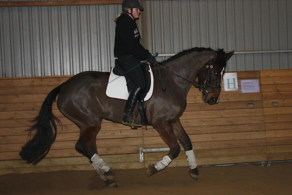 Holstener Prior´s Carmen billede 13