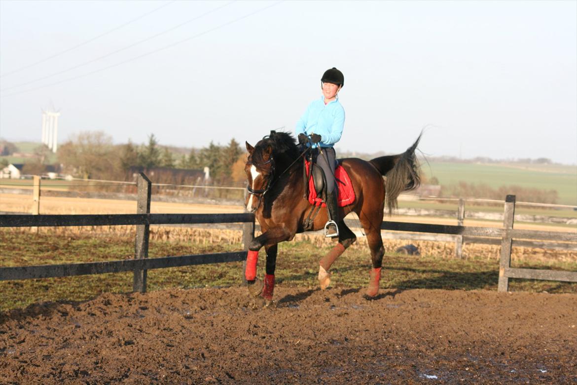 Dansk Varmblod Stærebogårds Cargo - ingen som dig!:D billede 11