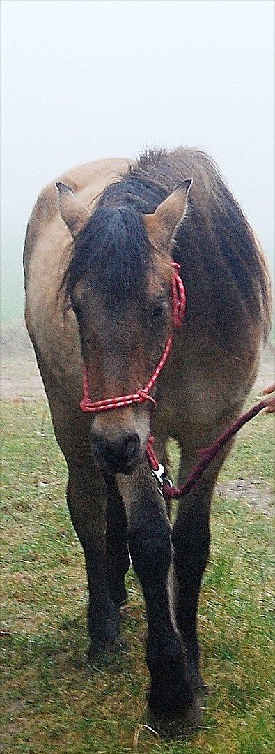 Anden særlig race Kava Spirit Trøffelhelt billede 9