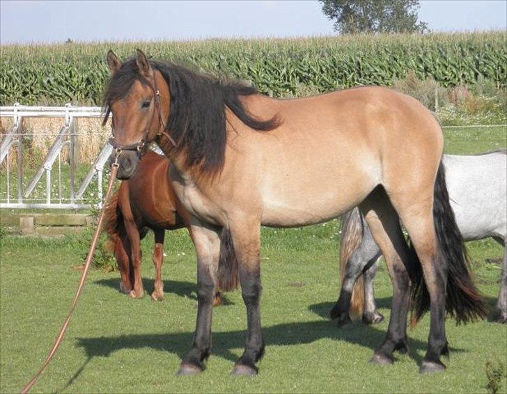 Anden særlig race Kava Spirit Trøffelhelt billede 11