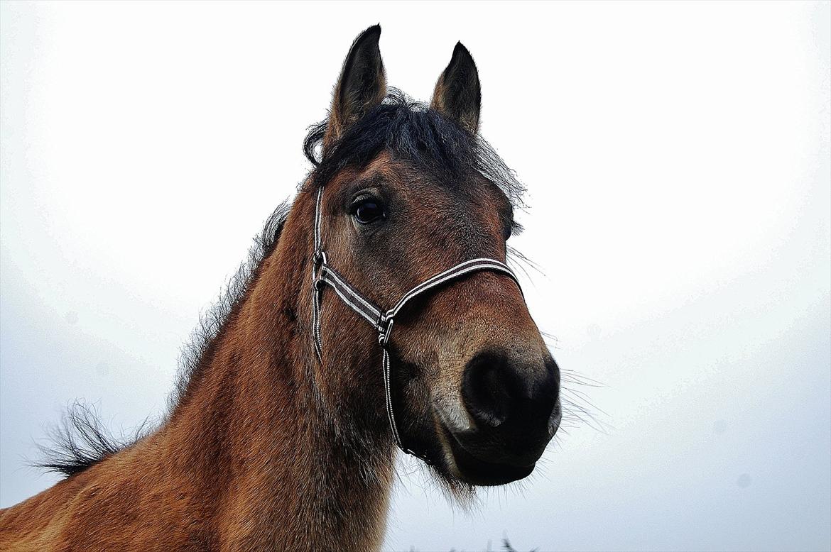 Anden særlig race Kava Spirit Trøffelhelt billede 14
