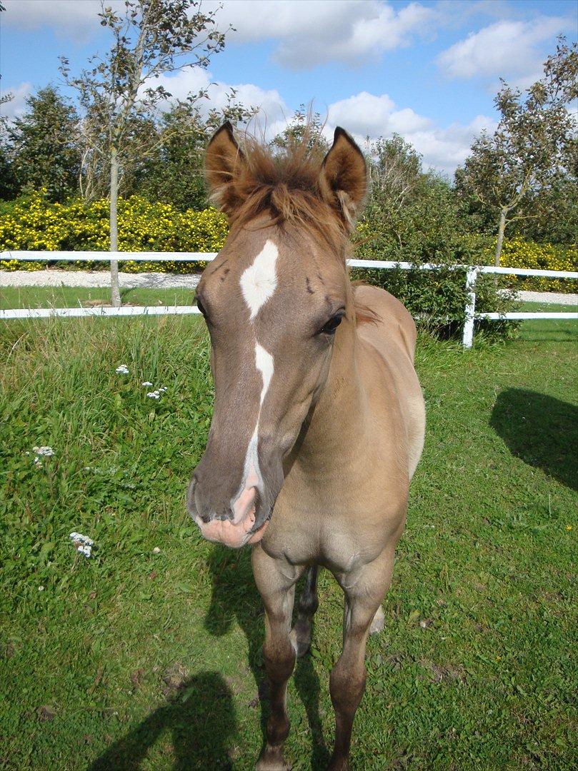 Anden særlig race Frydenhøjs Moondancer  - EFterår 2011 billede 19