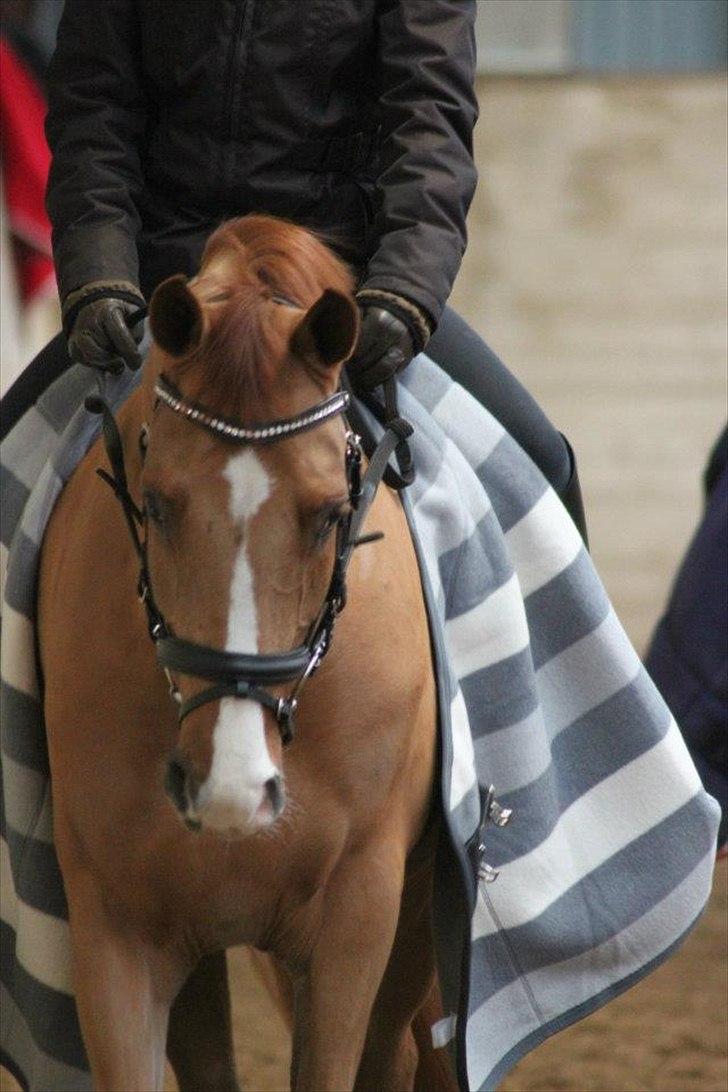 Tysk Sportspony Magic`s red diamond de luxe billede 7