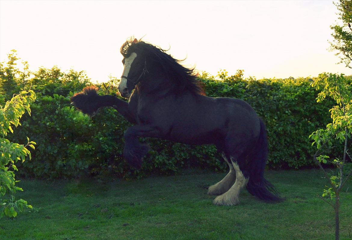 Irish Cob Lady Giga Of Ireland - Velkommen til Lady Giga's profil! billede 43