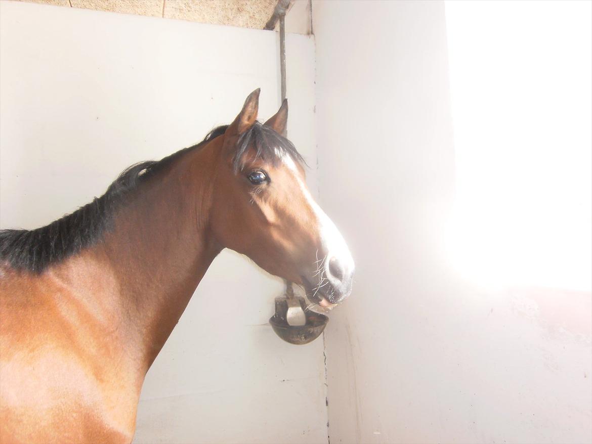 Anden særlig race Tika [tidligere låne pony] ;-( billede 6