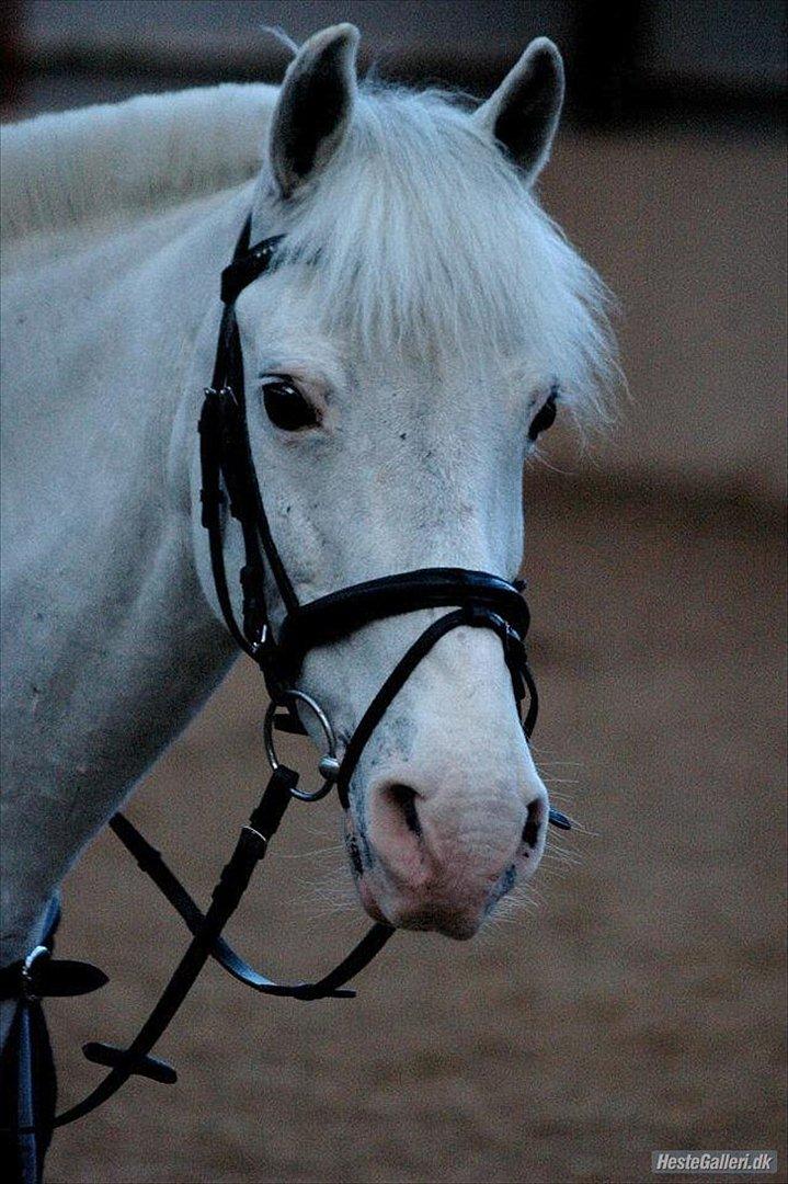 Anden særlig race Sir Camelot "Tidl. Hest" billede 1